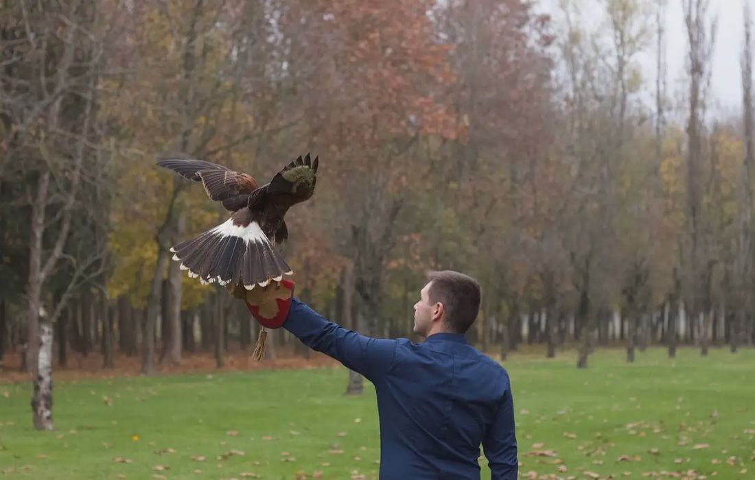 Falconiere per un giorno vicino Padova a Arre