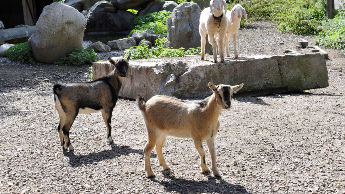   - Residence Obermoarhof a Vandoies di Sopra