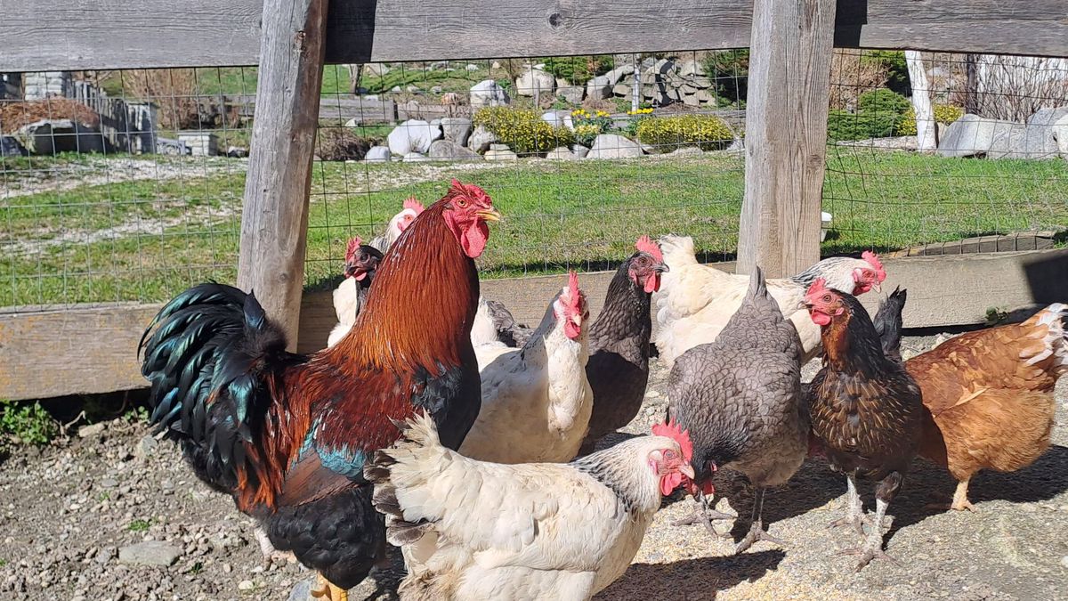   - Residence Obermoarhof a Vandoies di Sopra