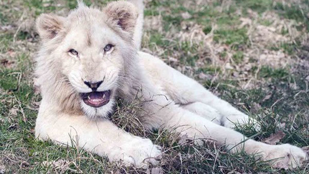   - Safari Park a Pombia