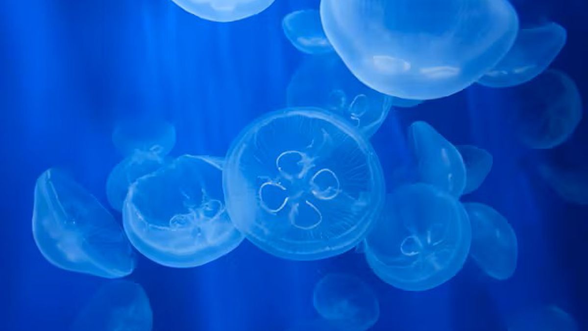   - Acquario di Genova a Genova