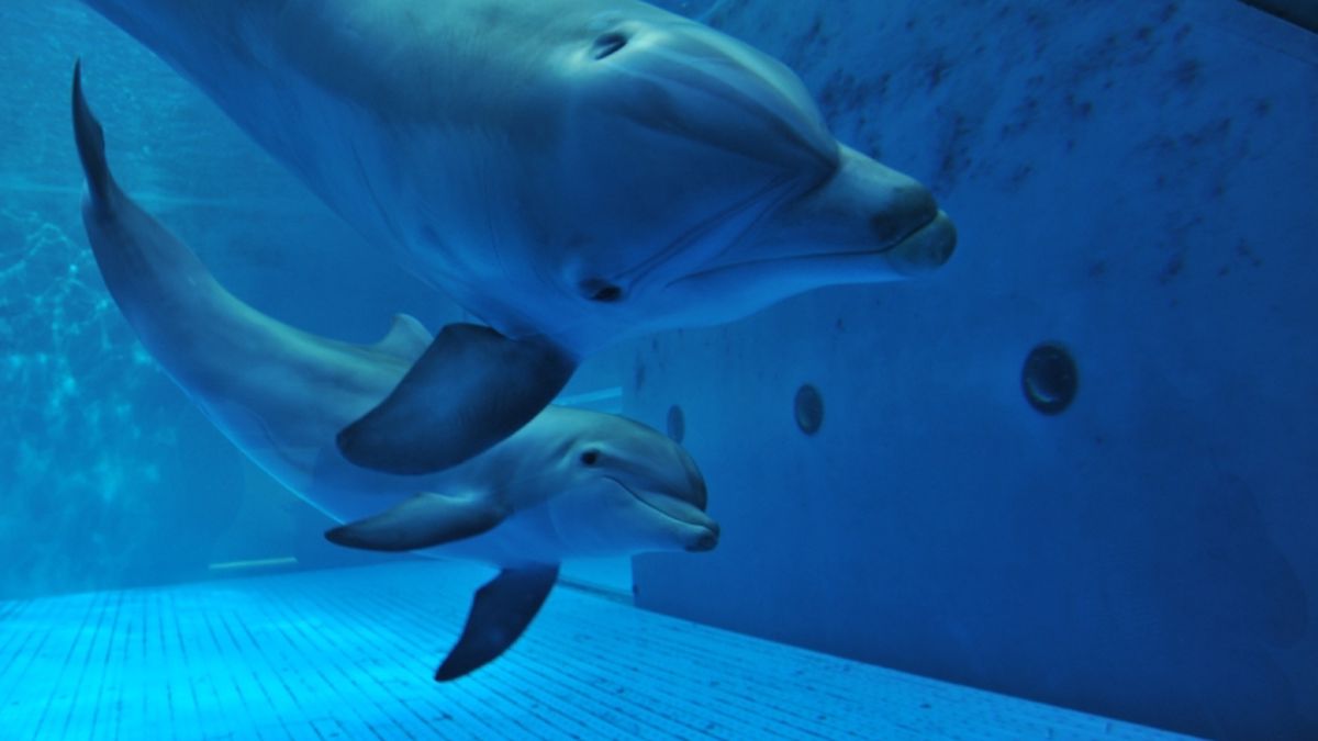   - Acquario di Genova a Genova