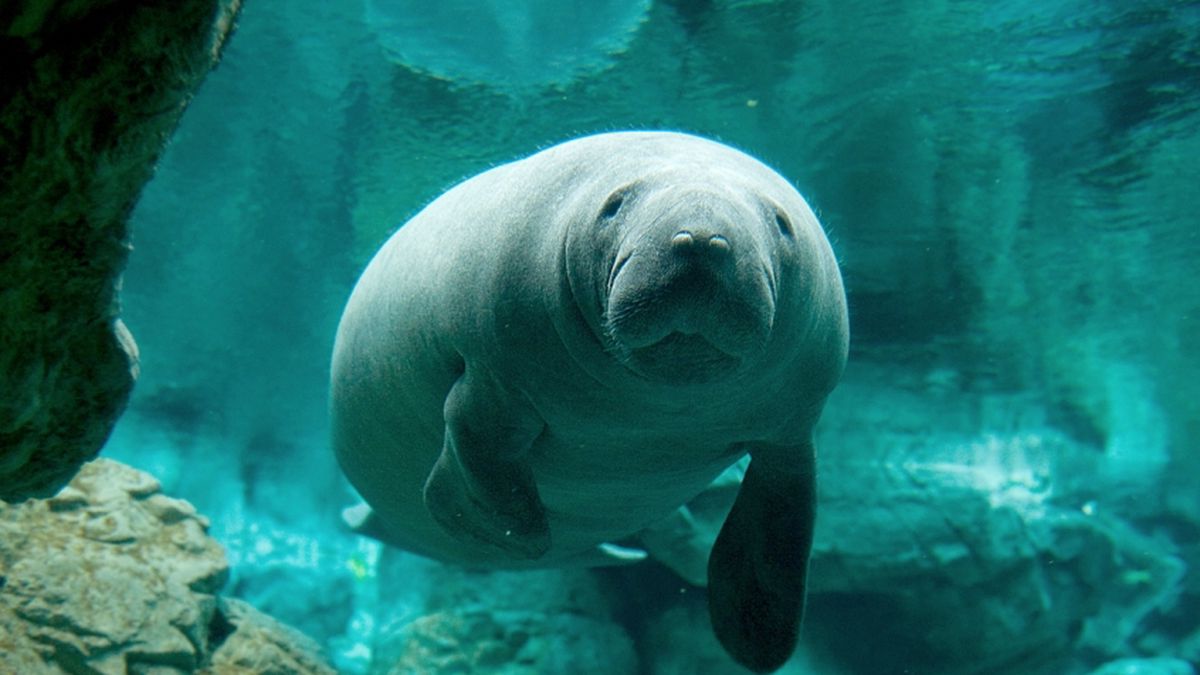   - Acquario di Genova a Genova
