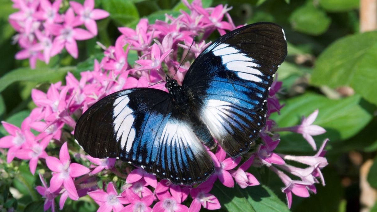   - Oasi delle Farfalle tropicali a Santorso 