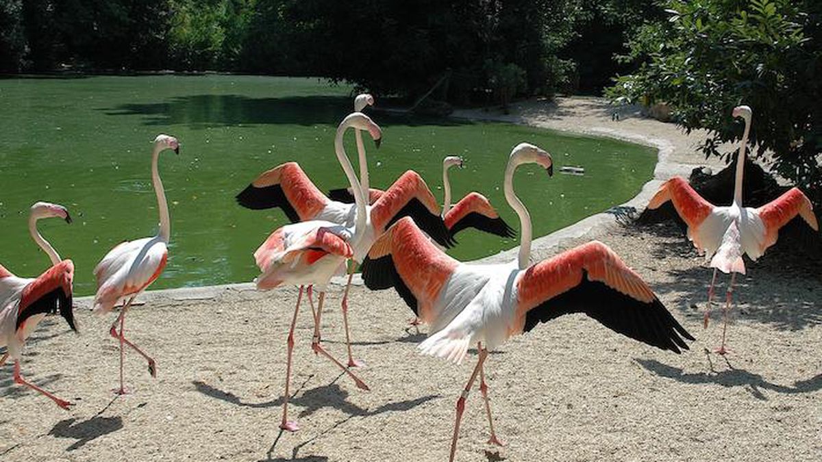   - Bioparco di Roma a Roma