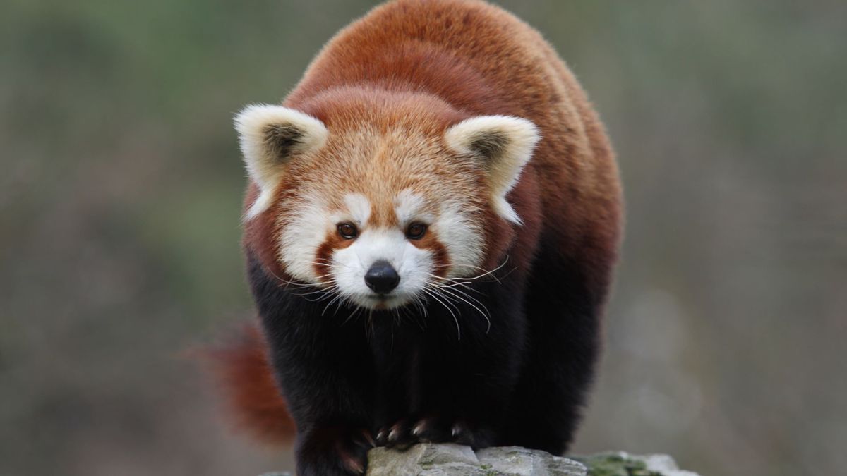   - Giardino Zoologico Di Pistoia a Pistoia
