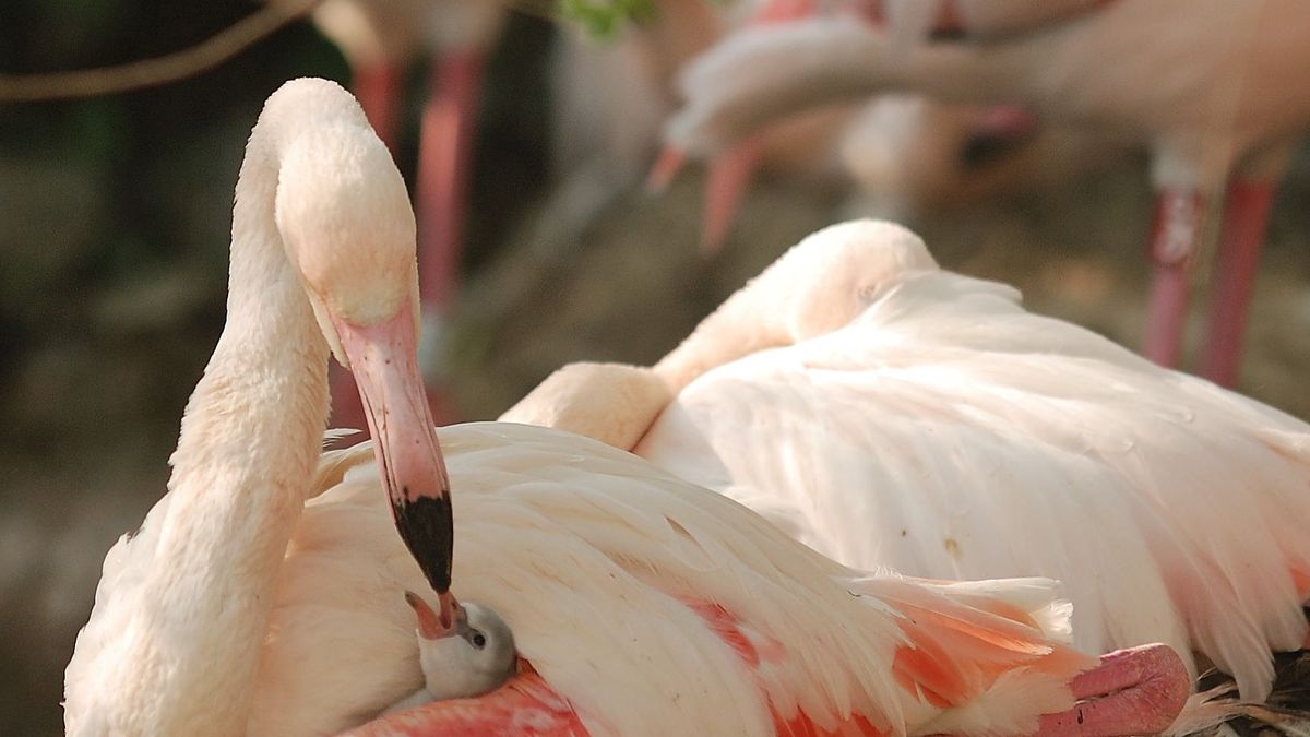   - Giardino Zoologico Di Pistoia a Pistoia
