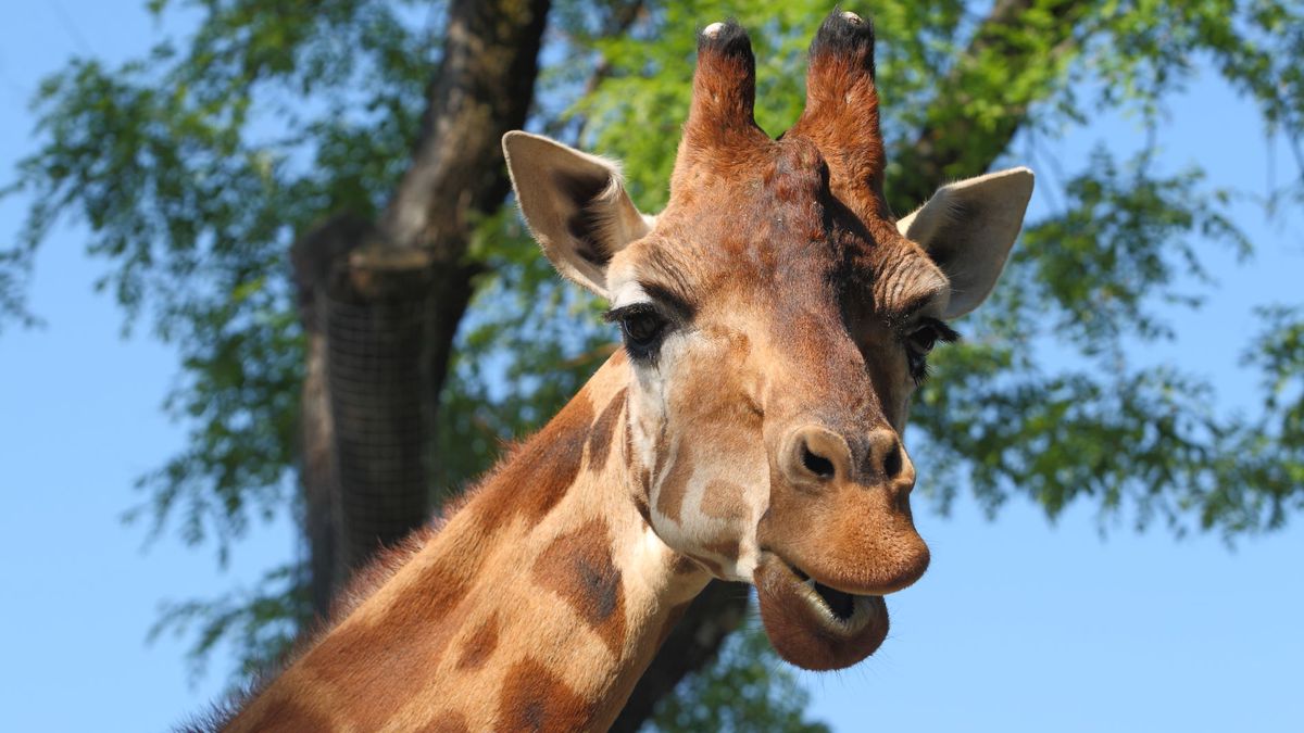   - Giardino Zoologico Di Pistoia a Pistoia