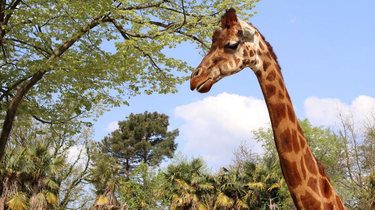   - Giardino Zoologico Di Pistoia a Pistoia