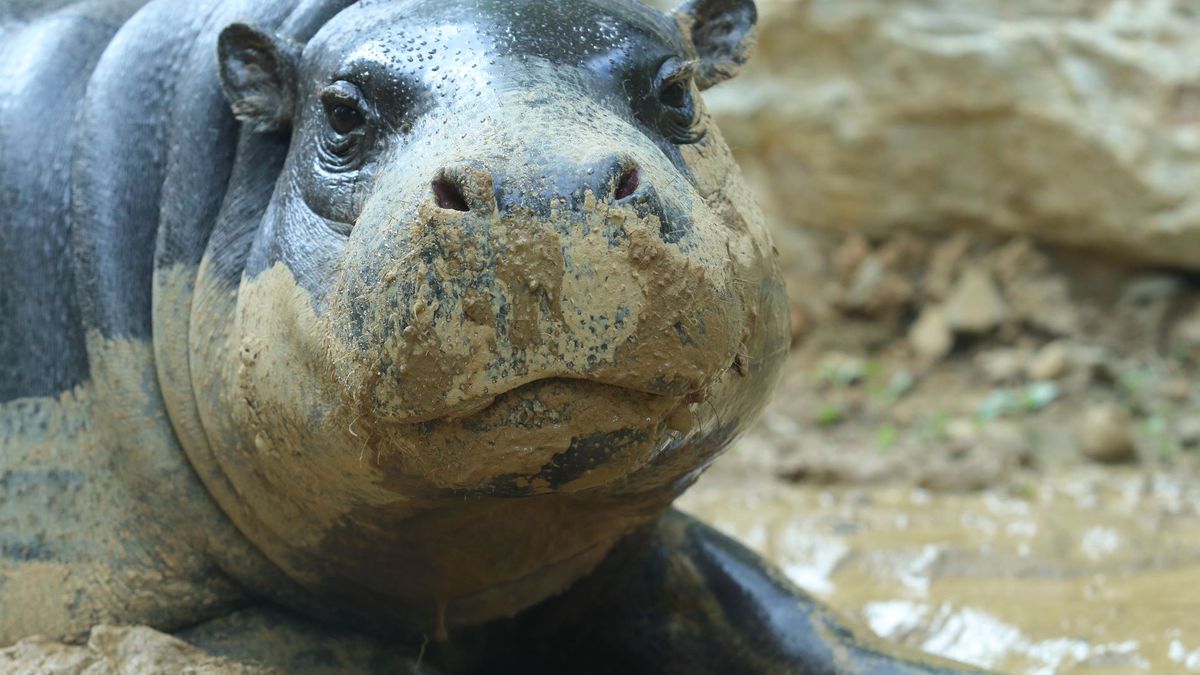   - Giardino Zoologico Di Pistoia a Pistoia