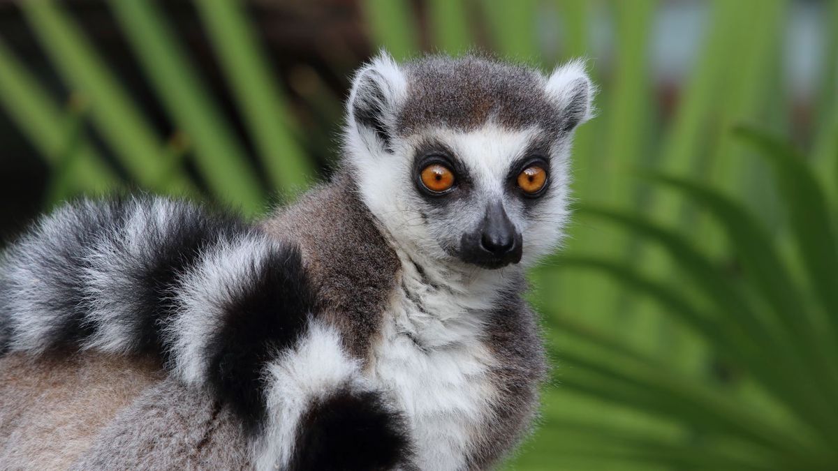   - Giardino Zoologico Di Pistoia a Pistoia