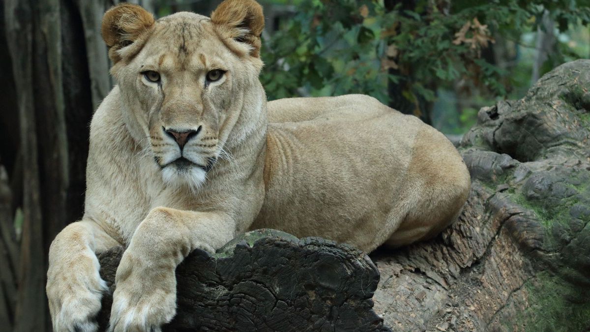   - Giardino Zoologico Di Pistoia a Pistoia