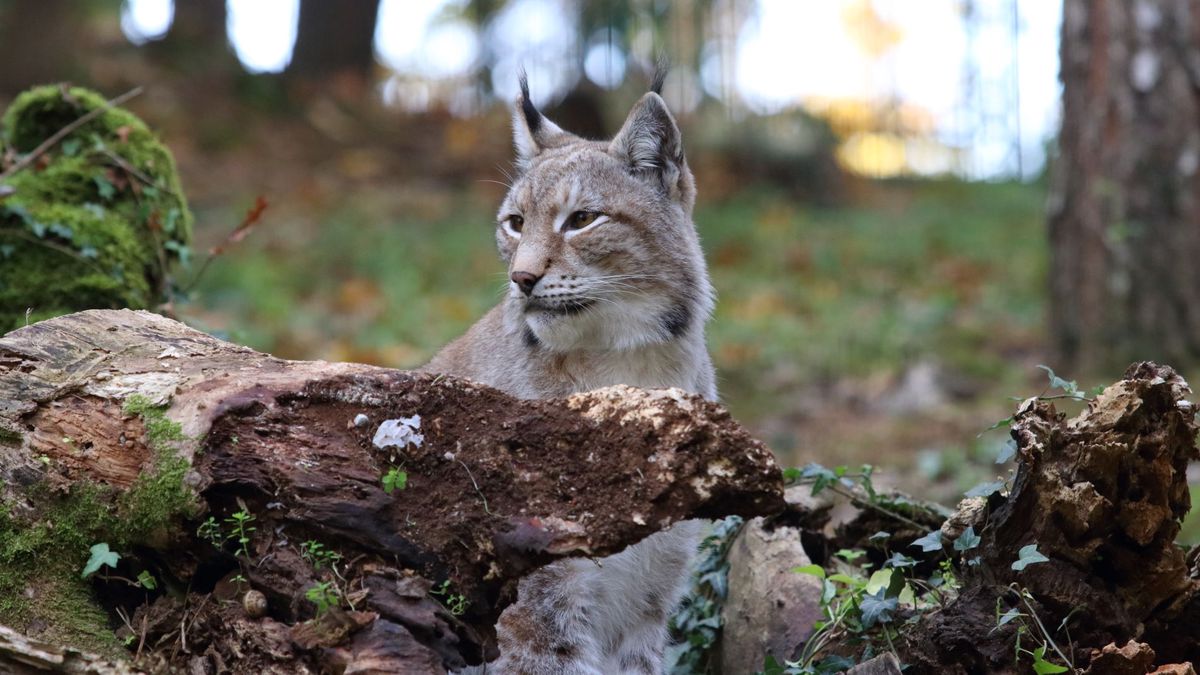   - Giardino Zoologico Di Pistoia a Pistoia
