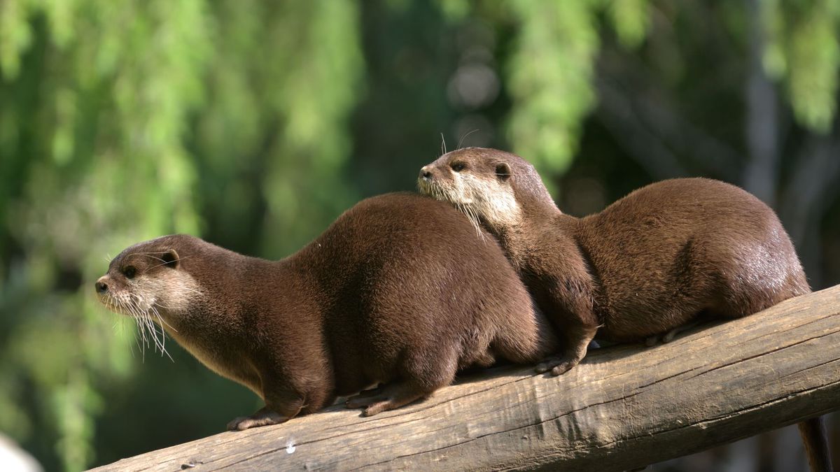   - Giardino Zoologico Di Pistoia a Pistoia
