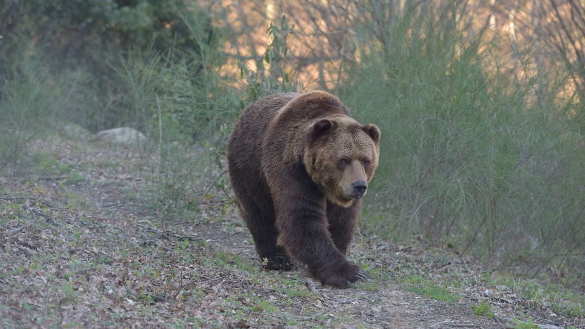   - Giardino Zoologico Di Pistoia a Pistoia