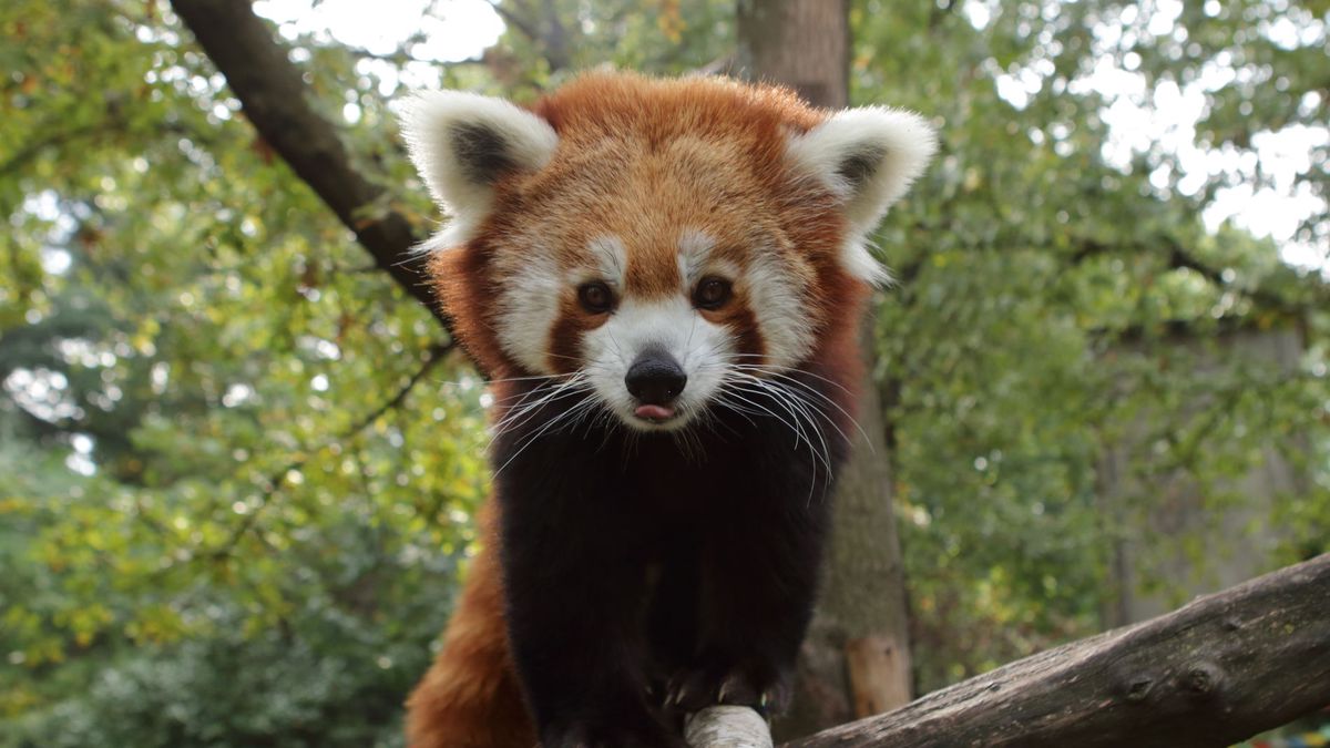   - Giardino Zoologico Di Pistoia a Pistoia