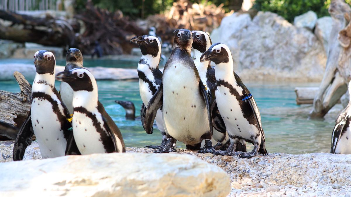   - Giardino Zoologico Di Pistoia a Pistoia