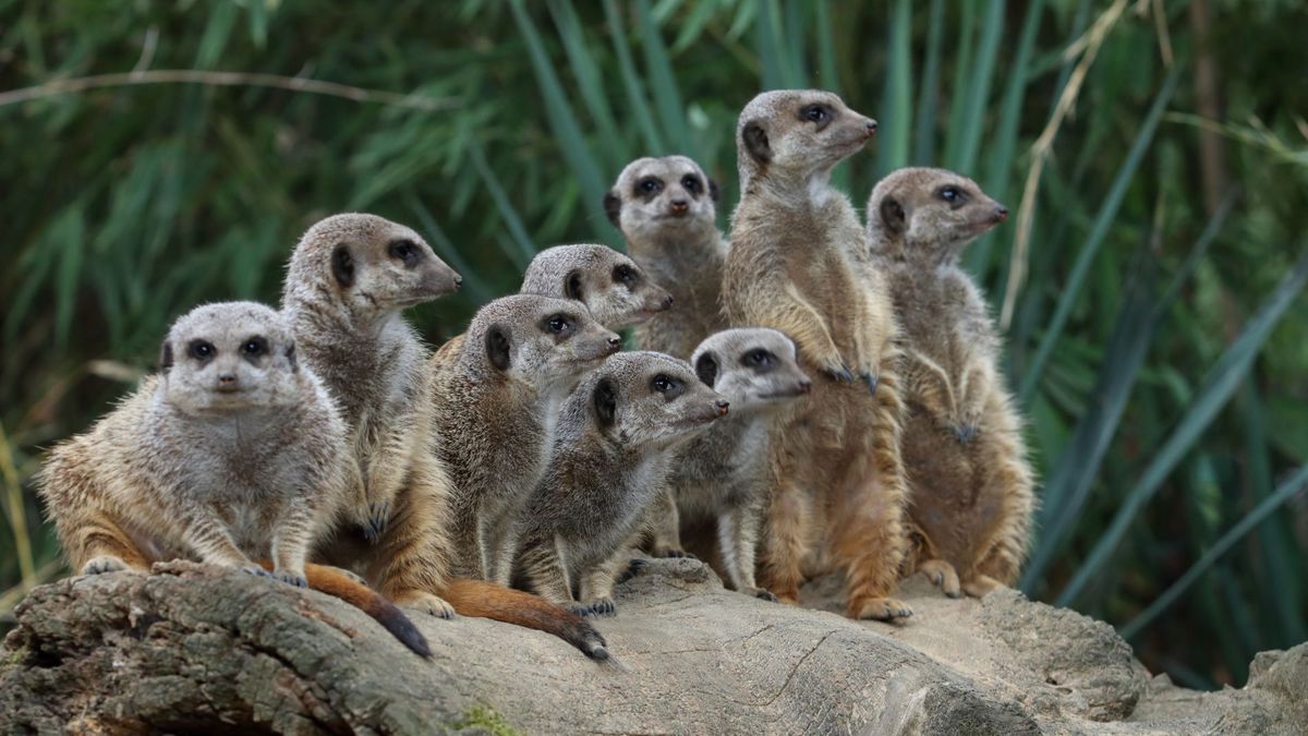   - Giardino Zoologico Di Pistoia a Pistoia