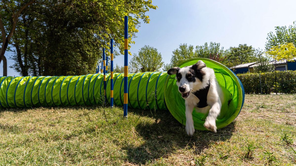   - La Risacca Family Camping Village a Porto Sant