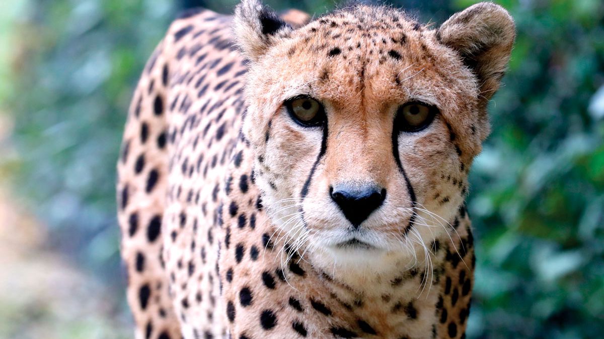  Ghepardo - Parco Zoo Falconara a Falconara Marittima
