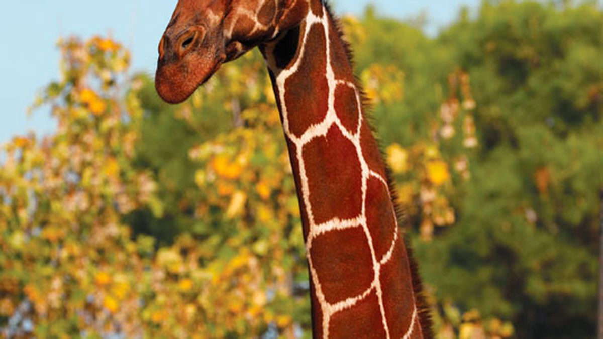  Giraffa - Parco Zoo Falconara a Falconara Marittima