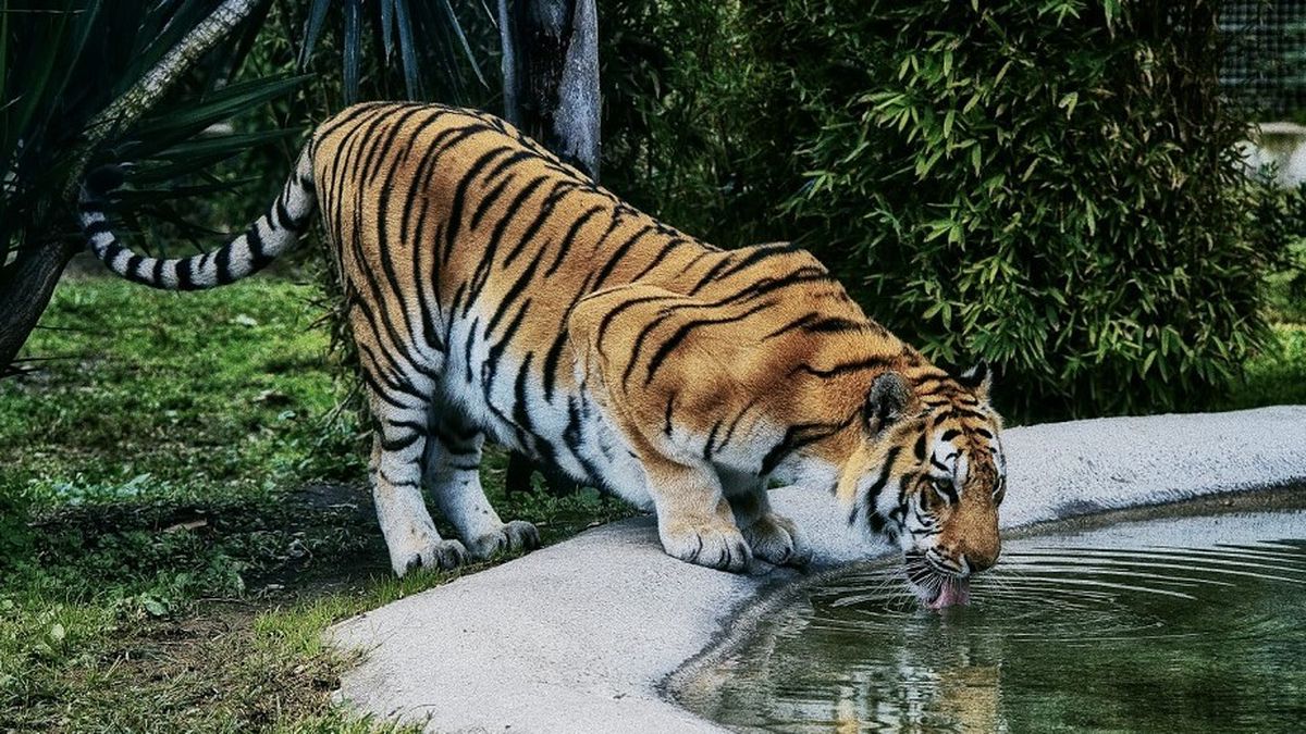   - Zoo di Napoli a Napoli