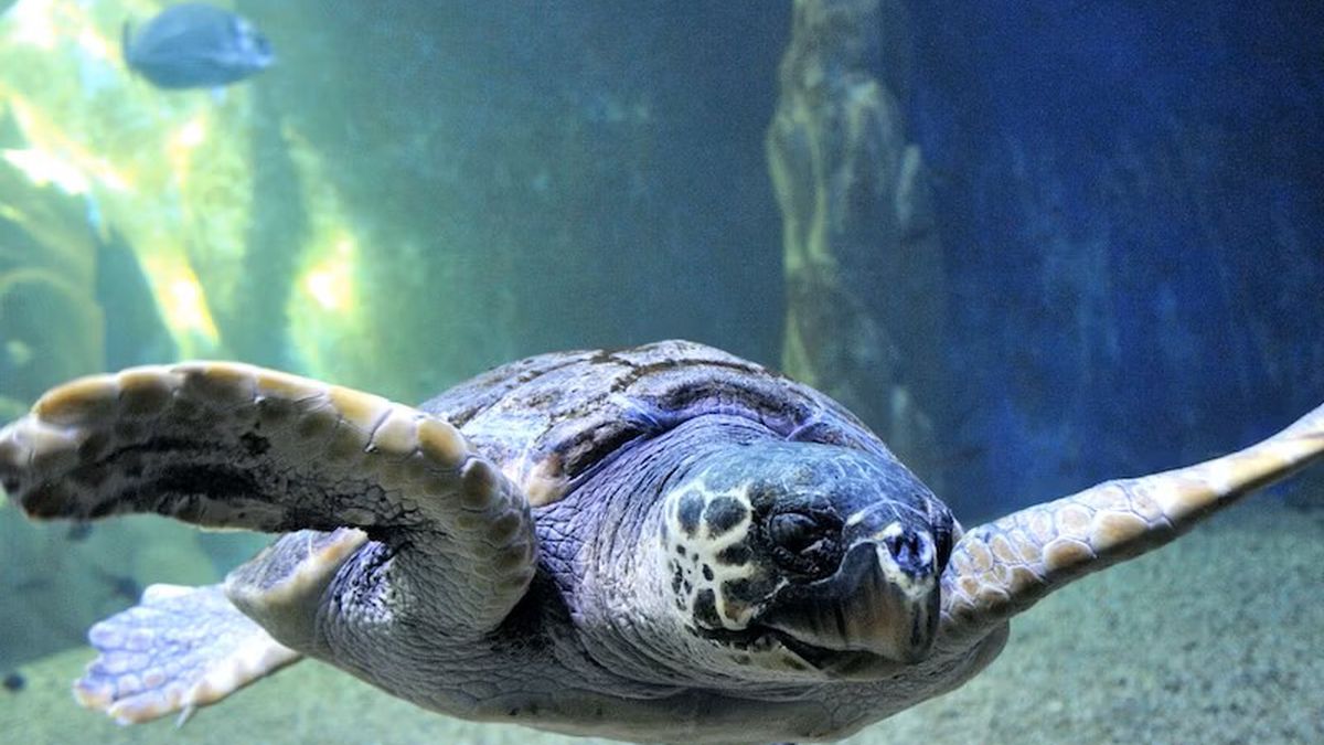   - Acquario di Cala Gonone a Cala Gonone