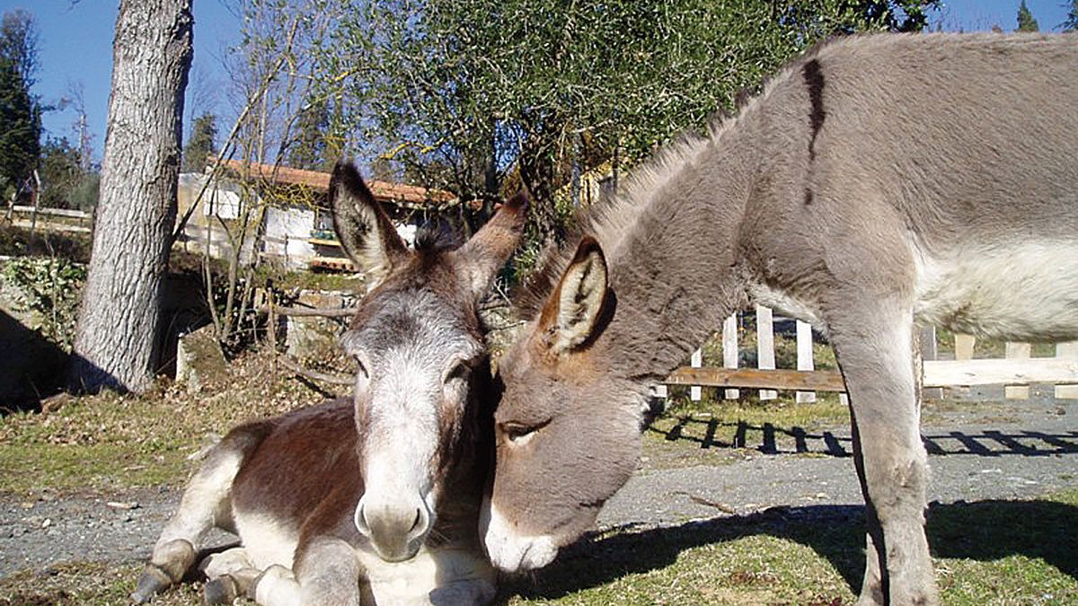  asini - Podere La Piana a Fivizzano