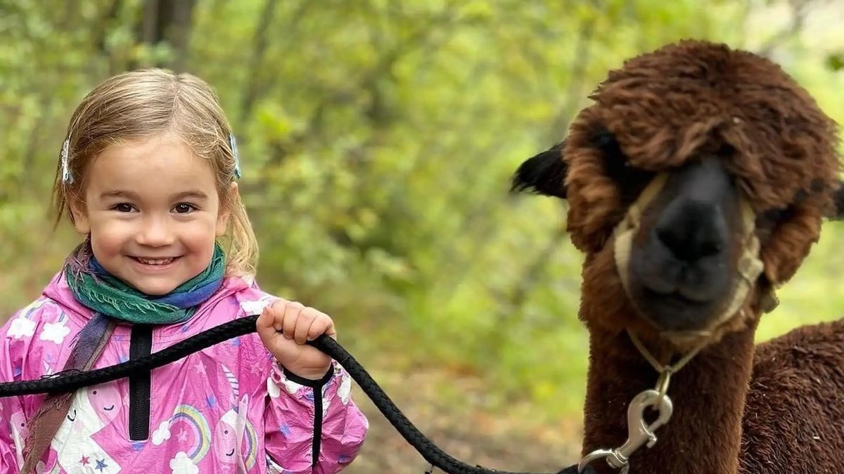   - Passeggiata con alpaca sull