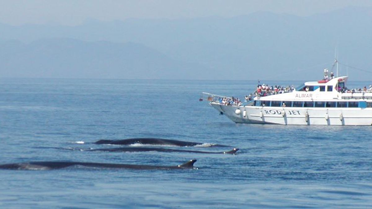   - Tour guidato di osservazione dei cetacei del Santuario di Pelagos a Savona
