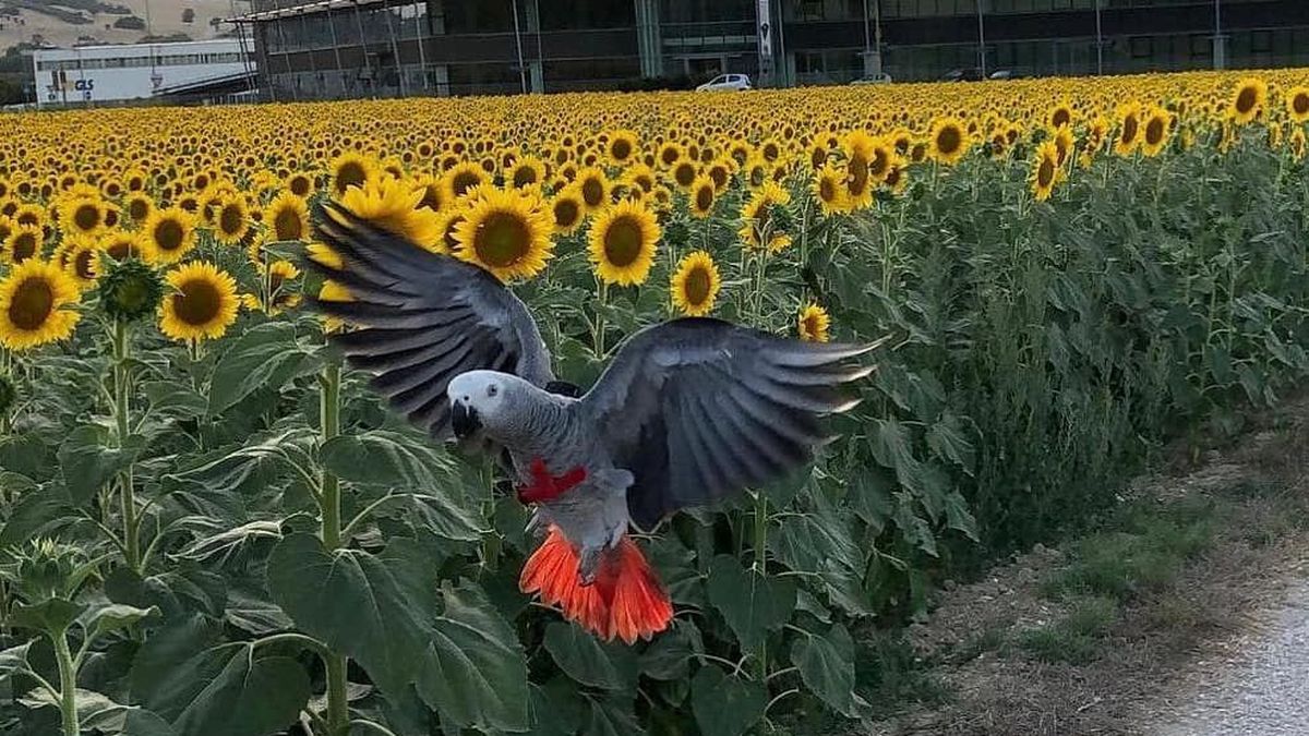   - Parrot Experience a Verrua Po