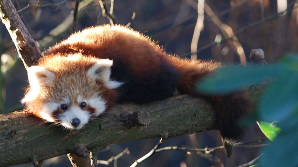   - Parco faunistico la Torbiera a Agrate Conturbia