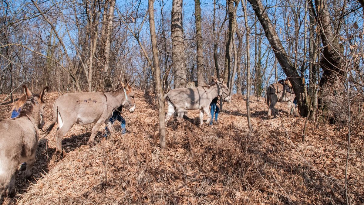   - Passeggiata con gli asini nel Novarese a Borgomanero