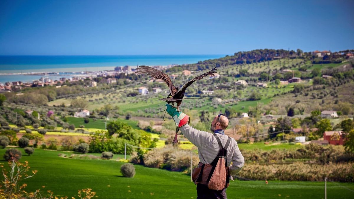   - Esperienza con le aquile a Civitanova Marche