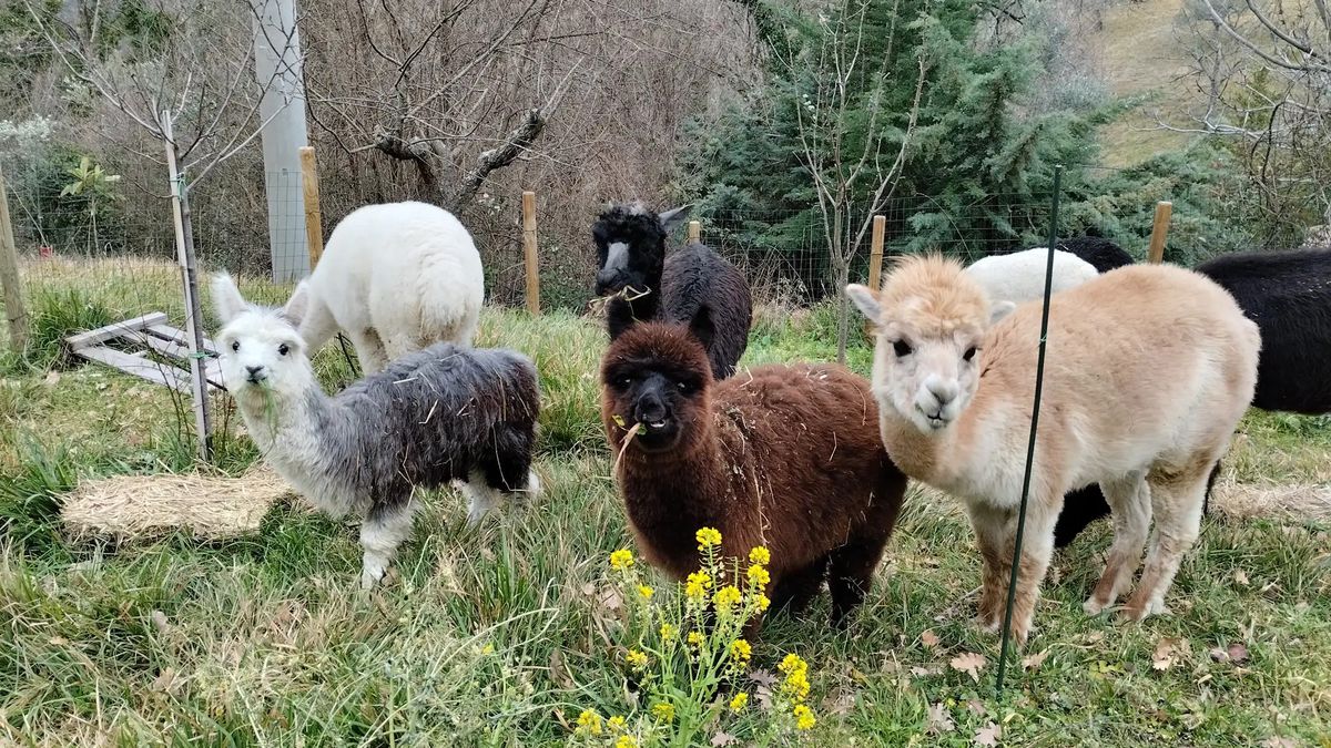   - Passeggiata con alpaca in Umbria a Foligno