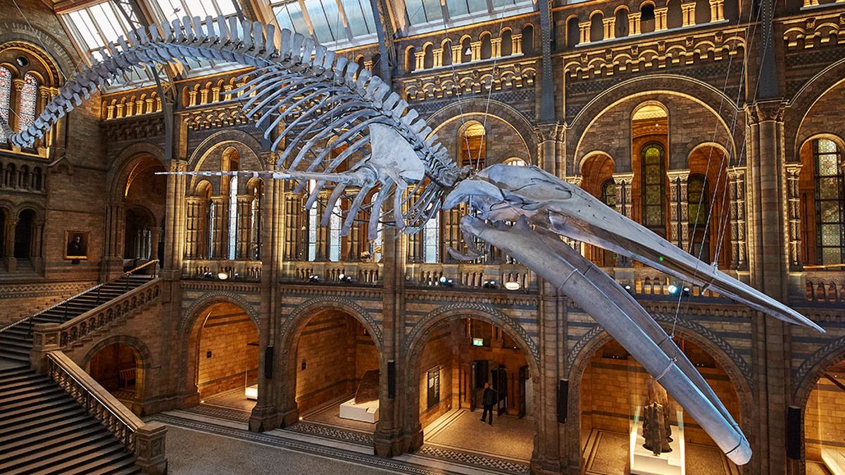  - Natural History Museum a London 