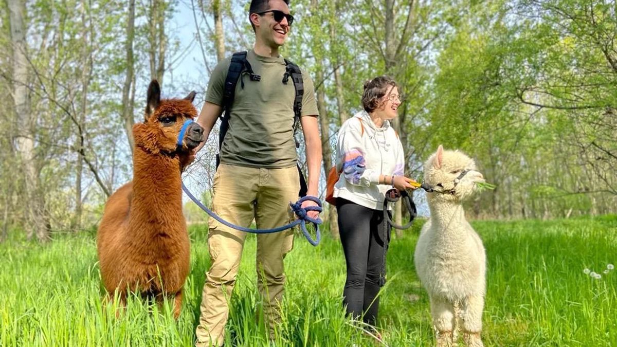   - Passeggiata con gli Alpaca a Romano di Lombardia