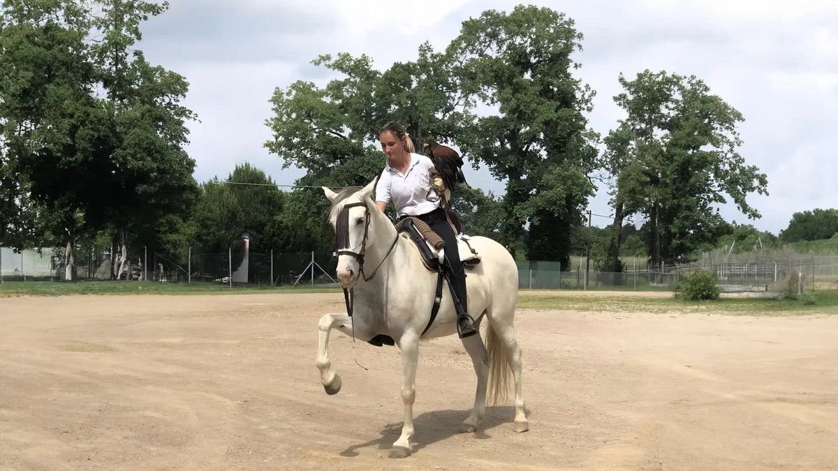   - Falconeria a cavallo in Brianza a Ornago