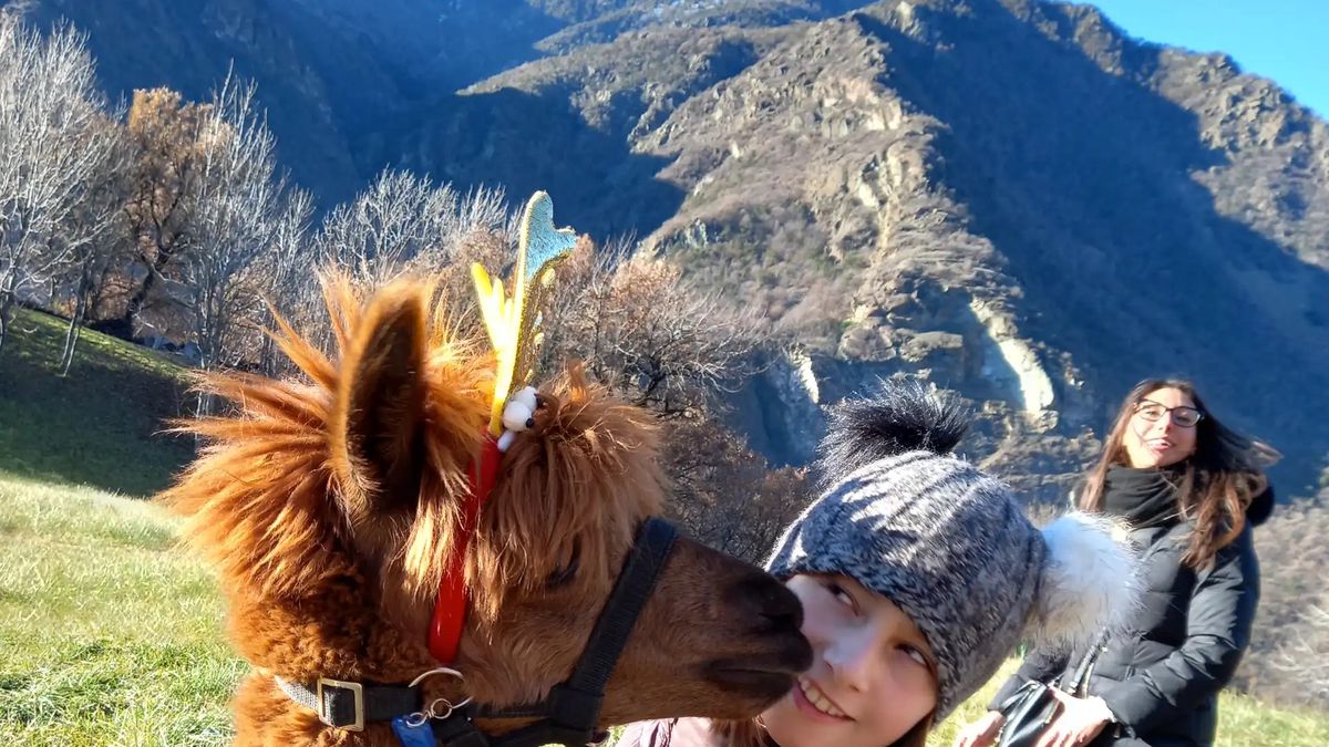   - Passeggiata con gli alpaca in Valle d