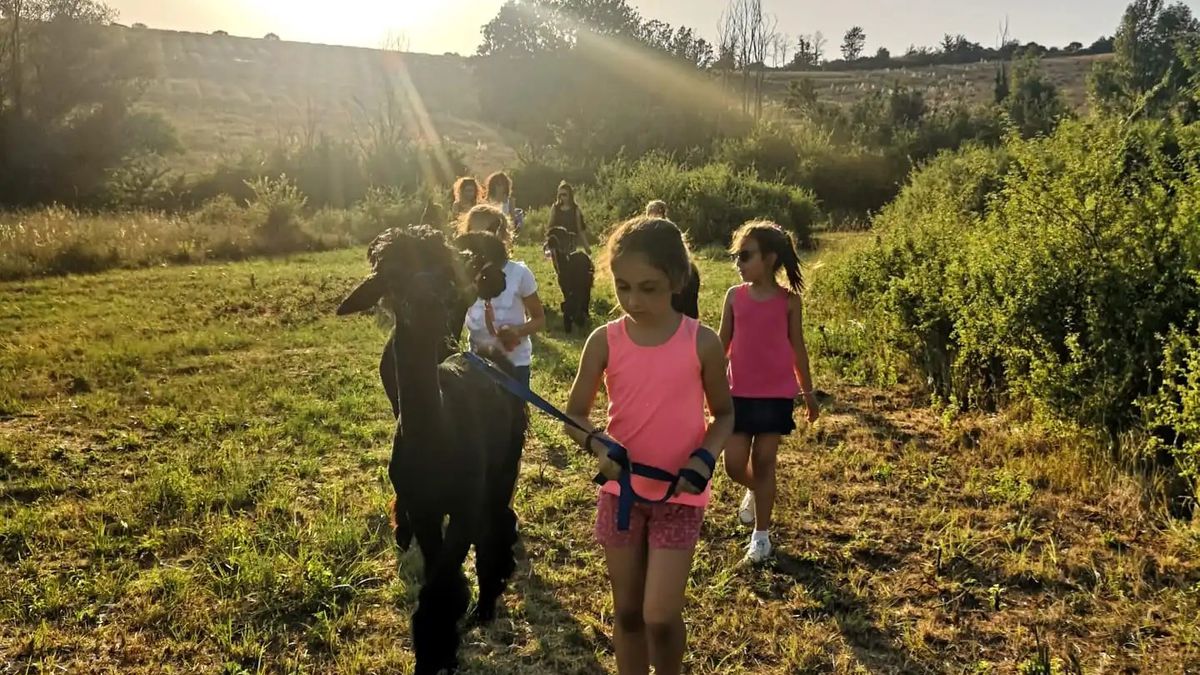   - Passeggiata con alpaca nelle colline di Firenze a Marliano