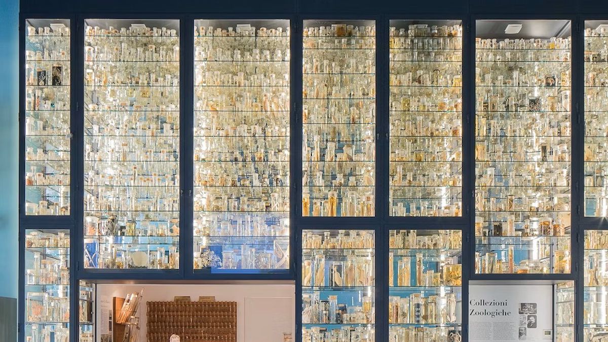   - DaDoM - Museo Darwin Dohrn a Napoli