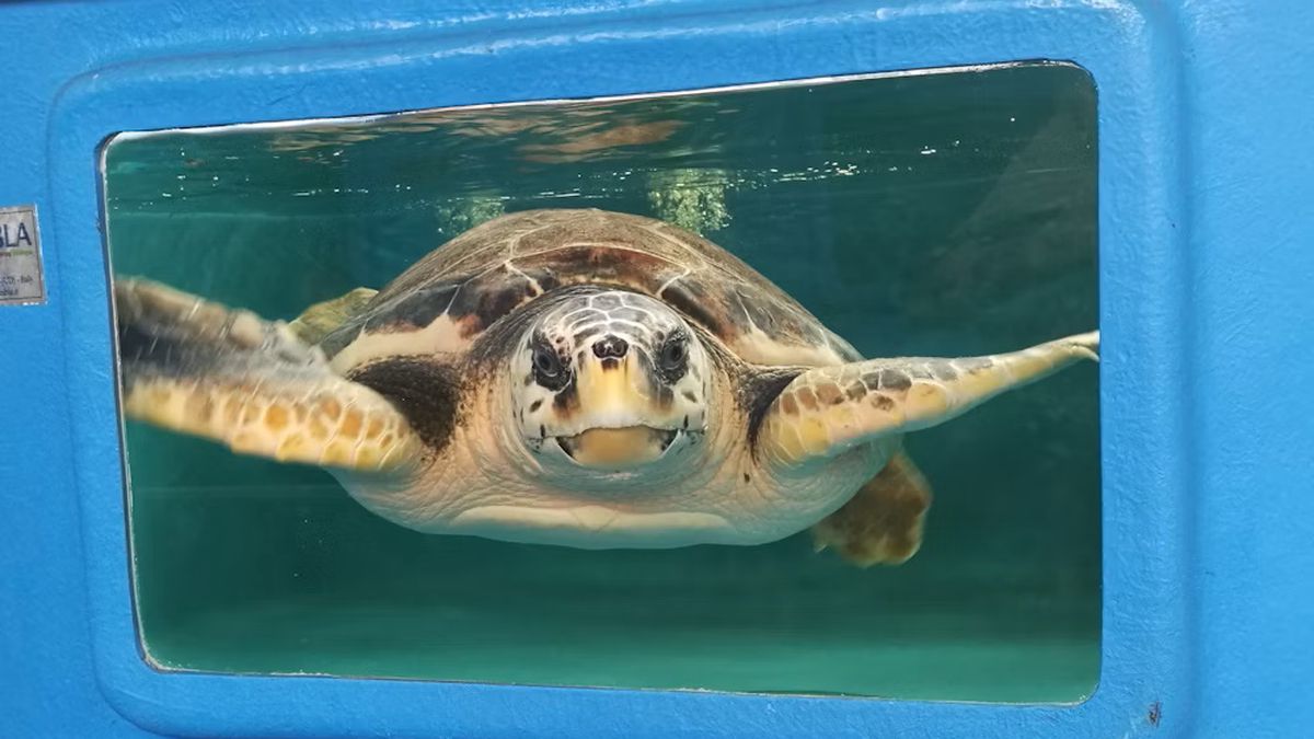   - Turtle Point a Portici