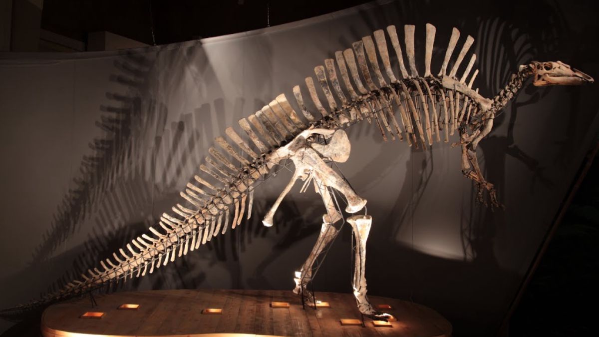   - Museo di Storia Naturale di Venezia a Venezia