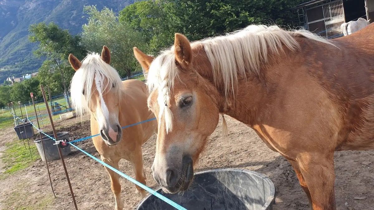   - Lezione di equitazione a Saint-Vincent