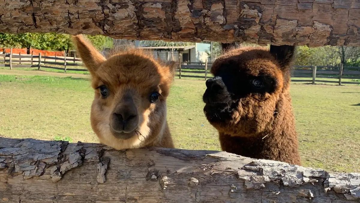   - Passeggiata con alpaca a Venasca