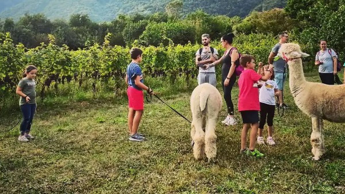   - Passeggiata con Alpaca sensoriale in val  Camonica a Losine