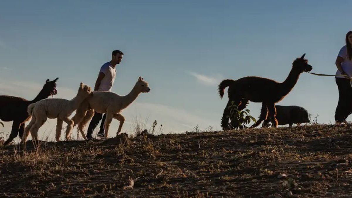   - Passeggiata con alpaca tra le colline senesi a Siena