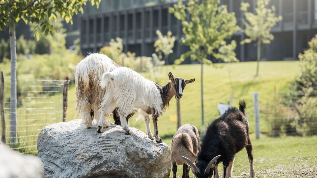   - AKI Family Resort PLOSE a Meluno