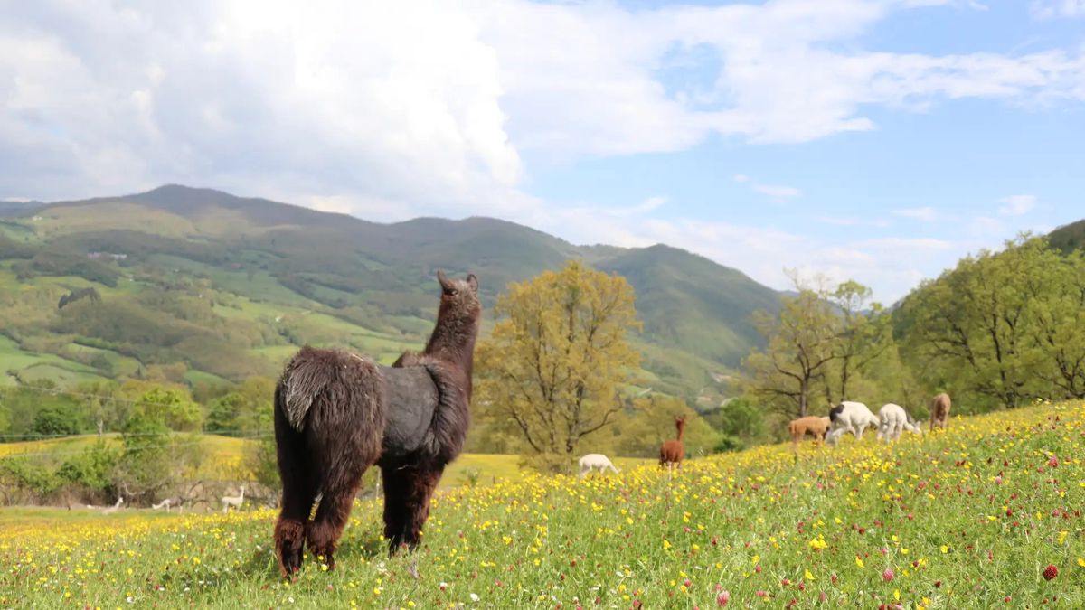   - Passeggiata con alpaca nella natura della Val Tiberina a Pieve santo Stefano