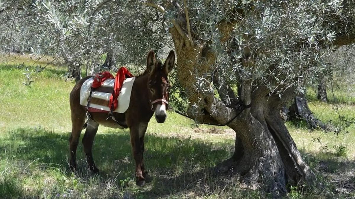   - Passeggiata con gli asini nella Valle del Tirino a Carapelle Calvisio